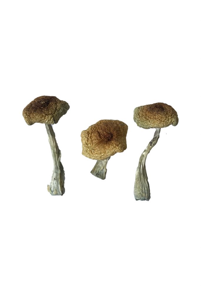 Golden Teachers Mushrooms