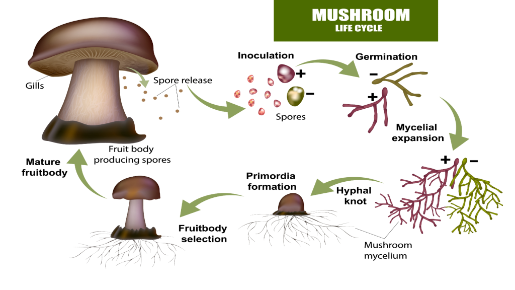 Happy Mushroom Spores