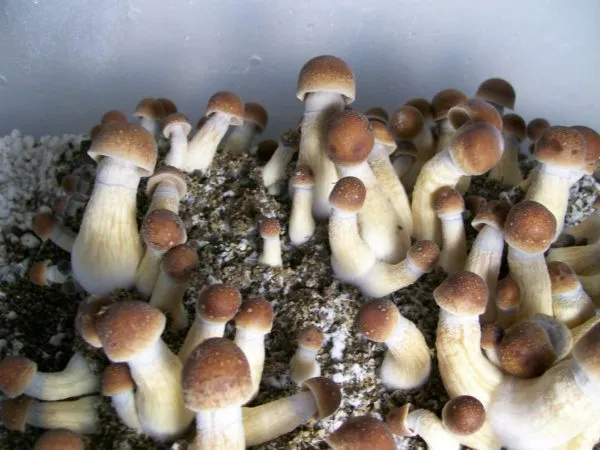 Buy Magic Mushrooms Tulsa