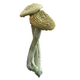 Most Potent Psychedelic Mushroom
