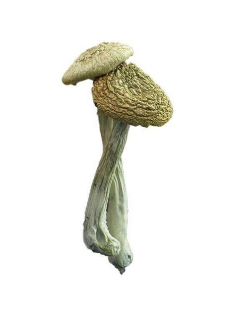 Most Potent Psychedelic Mushroom