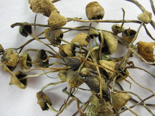 Buy Liberty Caps Mushroom online