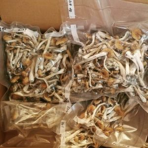 Read more about the article The Benefits Of Psilocybin Mushrooms