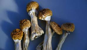 Read more about the article Where Can I Buy Magic Mushrooms Online Superior