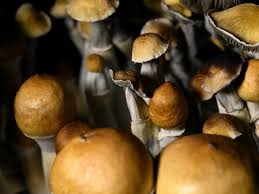 Read more about the article Buy Psilocybin Magic Mushrooms Online In Oakland