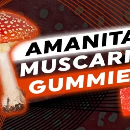 Amanita Muscaria Mushroom Gummies