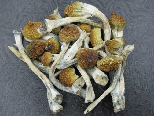 DRIED GOLDEN TEACHER MUSHROOMS ONLINE