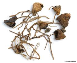 Read more about the article Microdosing Psilocybin: Hype or Help?