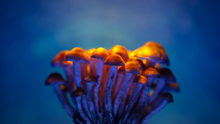 psychedelic seo
